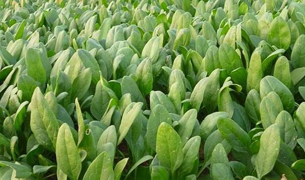 菠菜怎么种？春季菠菜的种植方法介绍