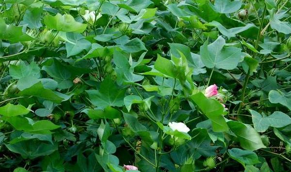 棉花发生虫害蓟马怎么办？