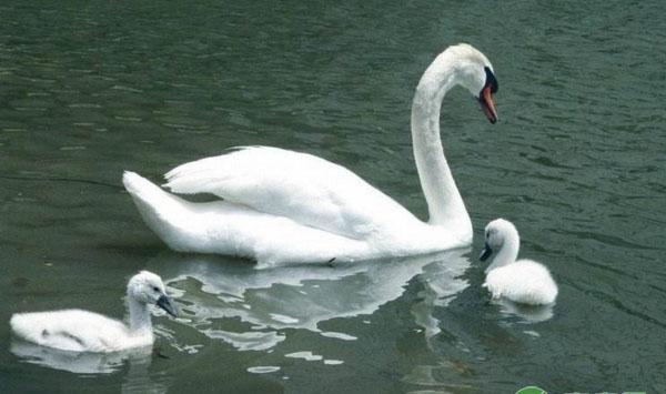 浅析蛋鸭养殖细节及疫病防治