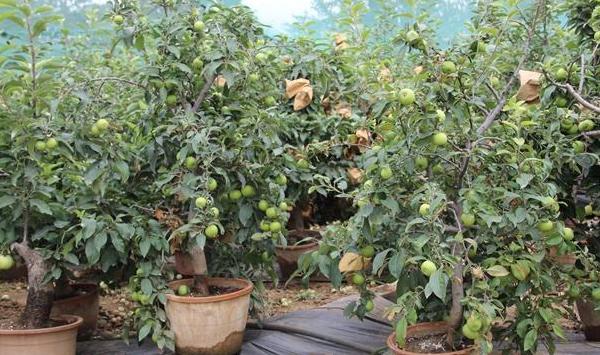 春季果园追肥需要注意啥？