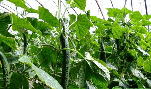 温室蔬菜管理方法及病虫害综合防治技术