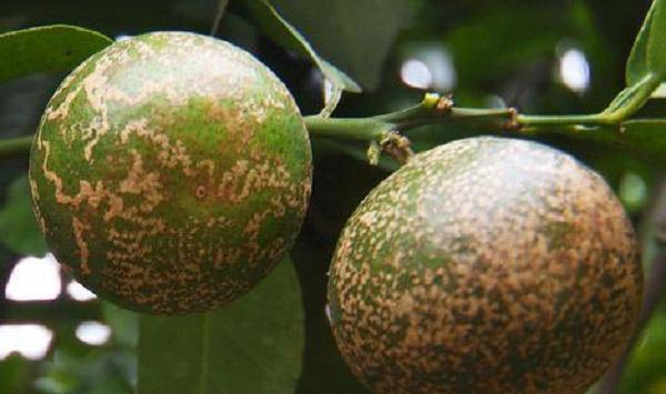 桔园烟煤病的发生及防治方法