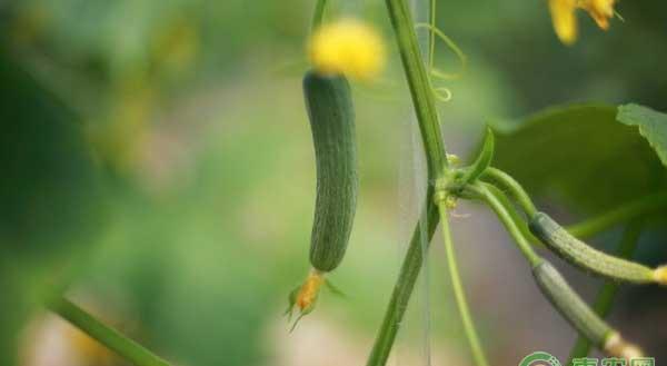 水果黄瓜怎么管理？水果黄瓜高产管理秘籍