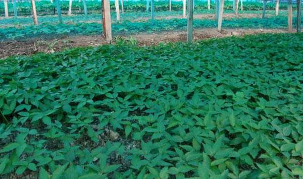 人参苗种植收获时间为多久？人参苗栽培技术讲解