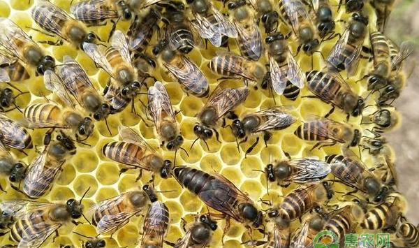 中锋怎么养殖？中锋正确介入蜂王台的技巧