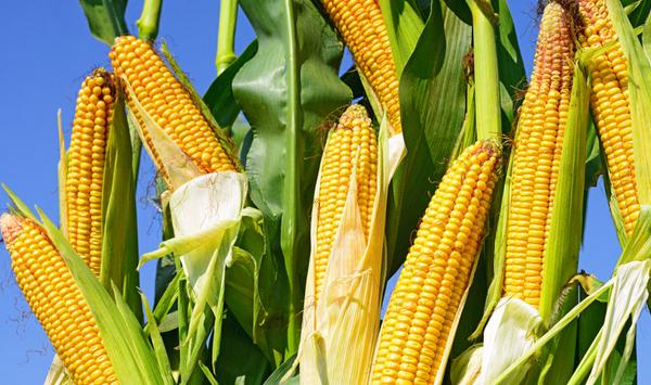 农业部指导东北玉米种植技巧