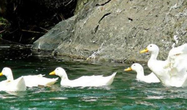 简述养鸭过程中的人工授精增效方法