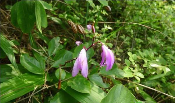 剑川县白芨育苗方法及病虫害防治栽培技术