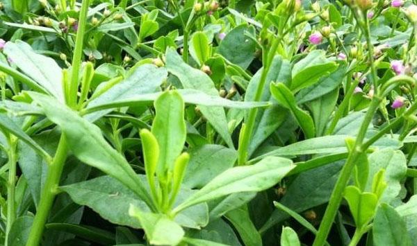 人参苗种植收获时间为多久？人参苗栽培技术讲解