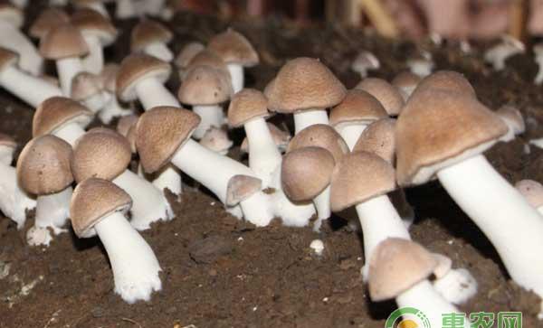 链孢霉菌有哪些危害？怎么防治链孢霉菌？