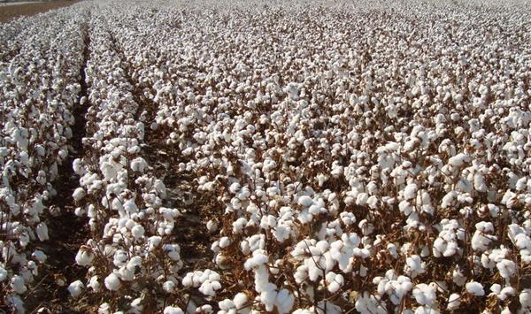 棉花高产栽培技术~蕾铃期管理