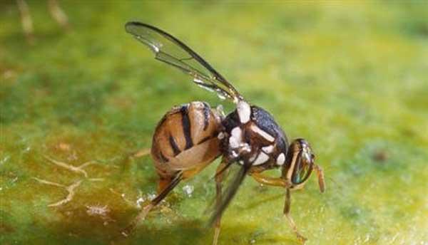 柑橘大实蝇怎么防治？柑橘大实蝇防治措施