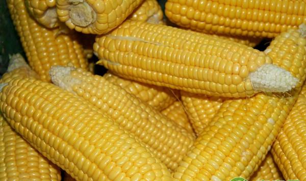 鲜食甜糯玉米高产种植技术及病虫害综合防治