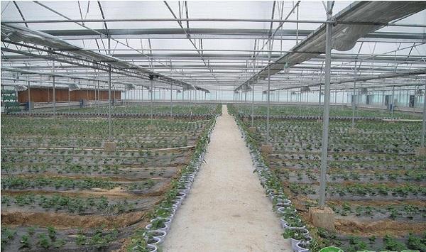 温室蔬菜管理方法及病虫害综合防治技术