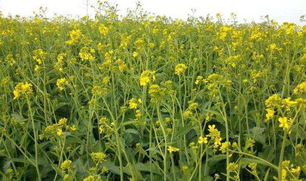如何防治油菜“花而不实”的问题？油菜增产管理小窍门