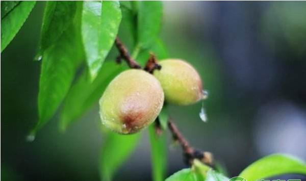 浅析当下果园用药存在的问题及对策