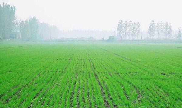 小麦抽穗扬花期怎么管理？小麦的病虫害防治措施