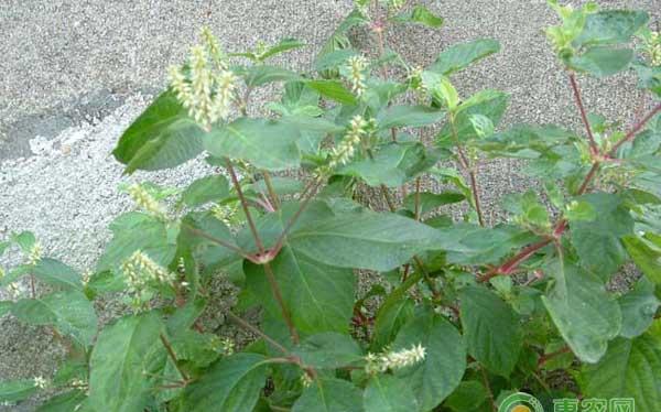 中药材怀牛膝怎么种？中药材怀牛膝种植技术