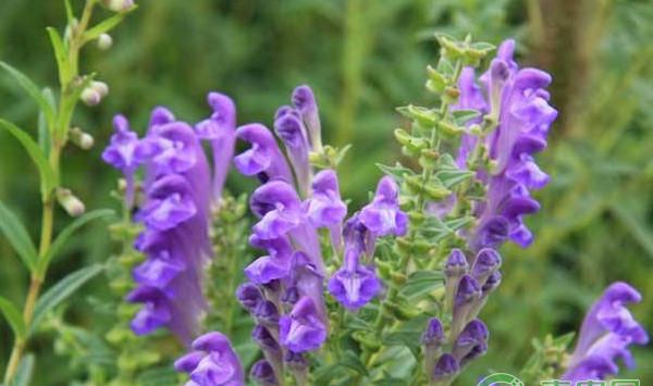 黄芩高产种植技术及市场效益分析