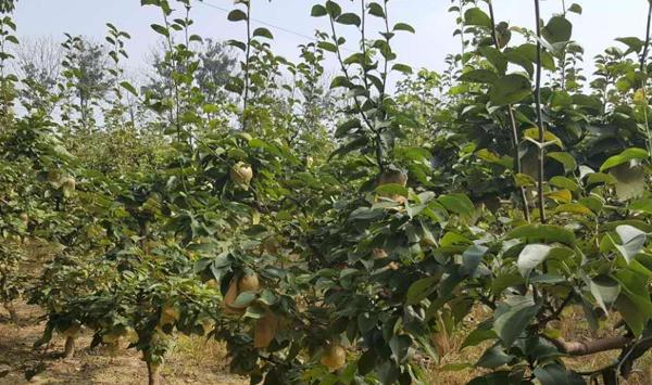 春季果园追肥技巧