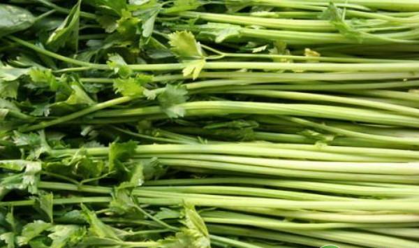 郓城县芹菜主要病虫害绿色防控技术