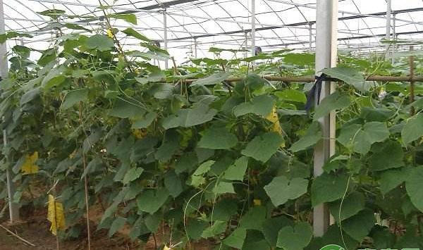 大棚温室黄瓜花打顶现象的发生原因及防治方法