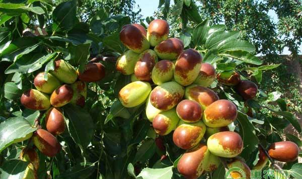 冬枣花期怎么管理？冬枣花期管理要点