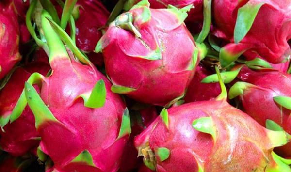 4月份火龙果种植