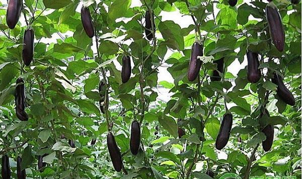 浅析茄子落花落果的原因及其预防措施
