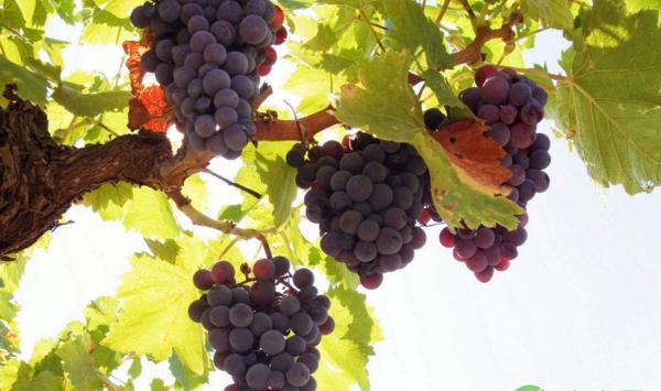 浅析保护地葡萄单行倒“L”型整形方法