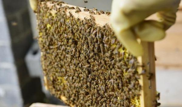 老蜂农春季养蜂管理技巧