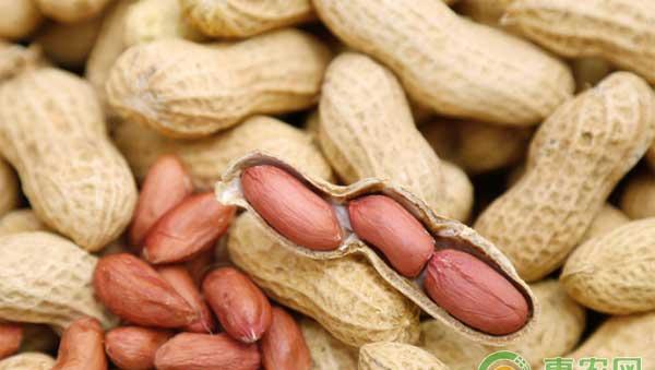 花生怎么种植管理才高产？花生高产种植技术