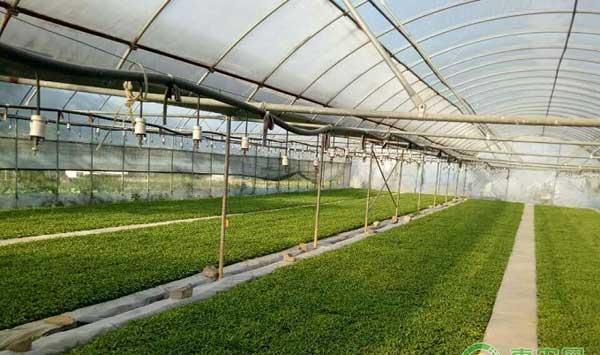 辣椒漂浮育苗出苗差怎么办？四个措施提高出苗率