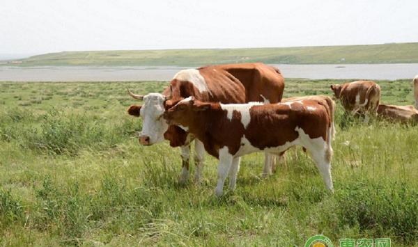 牛腐蹄病怎么治？