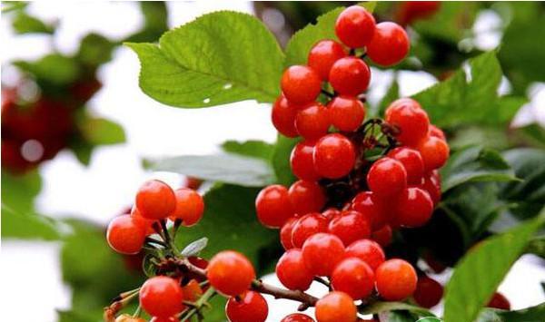 日光温室甜樱桃优质高产栽培技术