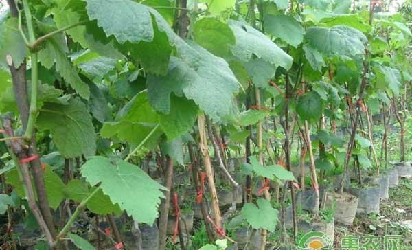 怎么降低葡萄种植人工成本？葡萄省力化栽培技术值得拥有