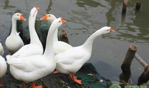 养鹅专业户常用的饲料配方