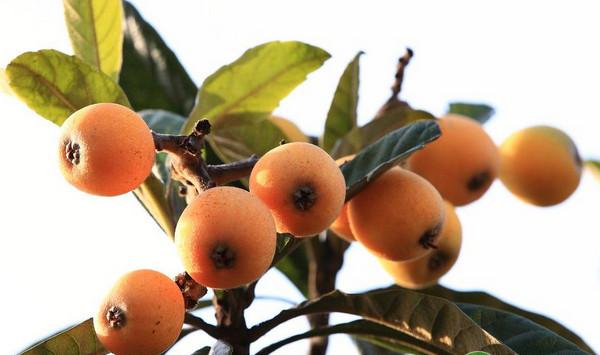 康定地区枇杷无公害优质丰产种植技术