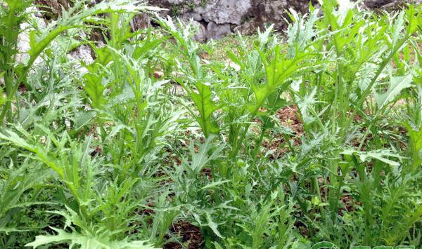 南方地区雪里蕻高产种植技术及病虫害防治