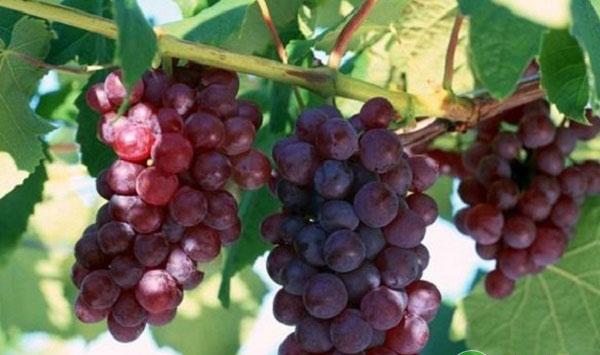 葡萄发生冻害怎么办？关于突发冻害的三个解决措施