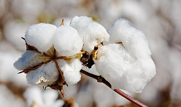 棉花高产栽培技术