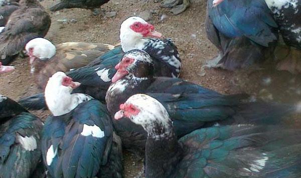 火鸭养殖前景分析及饲养管理讲解