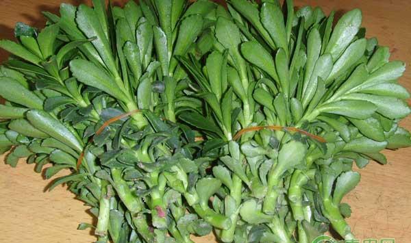 养心菜怎么种？养心菜实用栽培技术