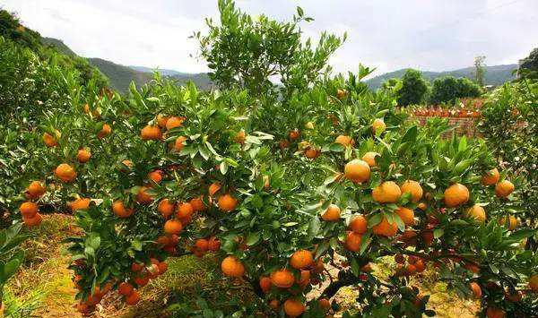 桔园烟煤病的发生及防治方法