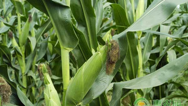 盐碱地种植玉米