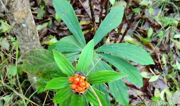 七叶一枝花种植有风险吗？怎么降低七叶一枝花的种植风险