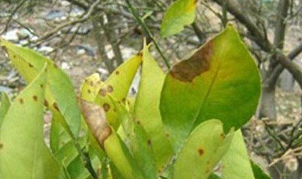 柑橘种植技术：柑橘炭疽病危害症状有哪些？如何防治？