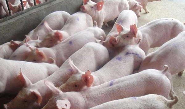 猪得了圆环病毒病害怎么办？