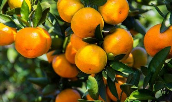 浅谈柑橘无公害生产农家肥料种类