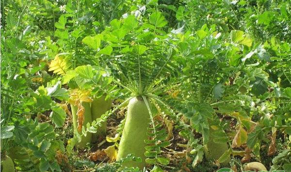 浅析白萝卜的开发价值及其栽培技术研究